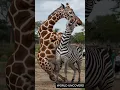 Download Lagu Shocking Fight Between Giraffe and Zebra #shorts