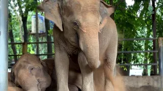 One Sleeps, One Watches Over: A Beautiful Elephant Friendship - ElephantNews