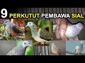 Download Lagu 9 PERKUTUT Pembawa SIAL yang TIDAK BOLEH Dipelihara