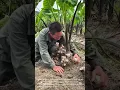 Download Lagu Harvesting Taro: Digging Up and Collecting Root Vegetables