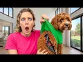 MY DOG has UNKOWN VIRUS WILL he MAKE IT