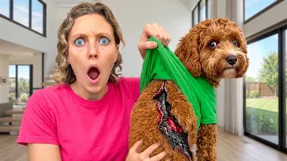 MY DOG HAS UNKNOWN VIRUS DEADLY