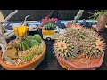 San Jose Cactus and Succulent Show and Sale 2026 Plant Haul