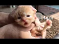 Download Lagu UPDATE: Kitten Day 10 🐱