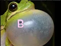 B IZ 4 ME My bubble balloon belly blows up bigger bursting buttons off my business suits