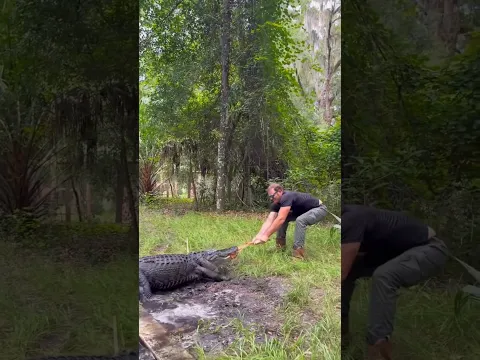 Tug of war with Stallone the alligator! 🐊