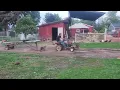 Pulling my wheel horse 854