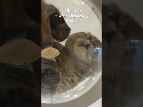 Cat Tricks Keep Evolving