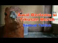 Download Lagu awal Kedatangan dan merawat Si Burung Langka Tikusan Mata Merah