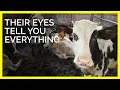 Download Lagu Their Eyes Tell You Everything  #shorts