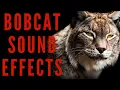 BOBCAT SOUND EFFECTS - Bobcat Sounds maktub