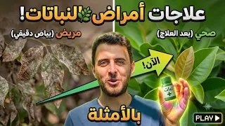 دليلك الشامل لإنقاذ نباتاتك: أشهر امراض النباتات وطريقة علاجها بالأمثلة (اصفرار اوراق، جفاف اوراق)