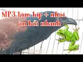 Download Lagu Tiếng bìm bịp + nhái đã đi bẫy rất ăn bổi