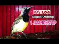 Download Lagu Masteran sogok ontong suara jernih 1 jam nonstop
