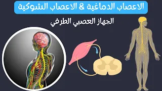 الجهاز العصبي الطرفي PNS 