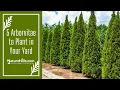 5 Best Arborvitae for Privacy Screens and Hedges Nature Hills Nursery