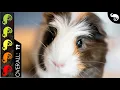 Guinea Pig The Best Pet Mammal
