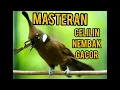 Download Lagu MASTERAN CELILIN NEMBAK GACOR DOR #masteranburung