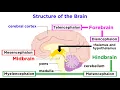 The Structure and Physiology of the Human Brain