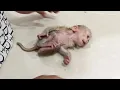 Download Lagu Baby Mato Was Temper Very Upset When Mom Put Him Down