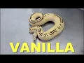 Featured Morph Vanilla Ball Python With King Austin