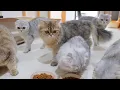 Download Lagu The kitten was so cute when he saw the food and got disappointed and ran away