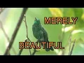 Download Lagu Copper-rumped Hummingbird: NARRATED