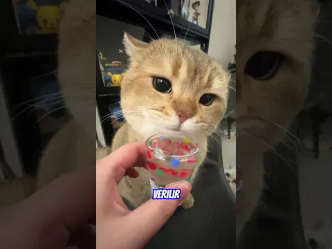 Kediye Bardakla Su Getirdi 😂😱