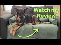 Honest Review - Pet Couch Cover