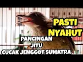 Download Lagu Pancingan jitu cucak jenggot Sumatra bahan biar cepat bunyi gacor