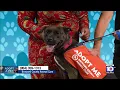 Broward County Animal Care seeks loving and permanent home for Iris other furry friends