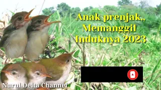 suara anak prenjak memanggil induknya