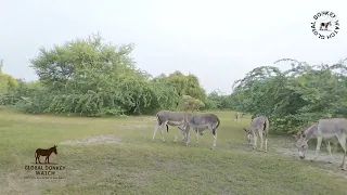 Two Donkeys Mating With One Female In Green Grass تزاوج حمارين مع أنثى واحدة في العشب الأخضر 