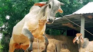 Cow thread, things, cows, horses