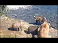 Explore org BF 3 Families 284 s 306 s 806 s Interesting Interactions Between Mom s Cubs