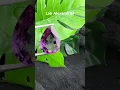 Lab created Alexandrite oval shape