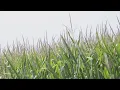 Climate change impact on Iowa crops