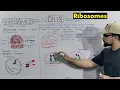Ribosomes Protein Making Factory Structure and Function of Ribosomes Detailed Series