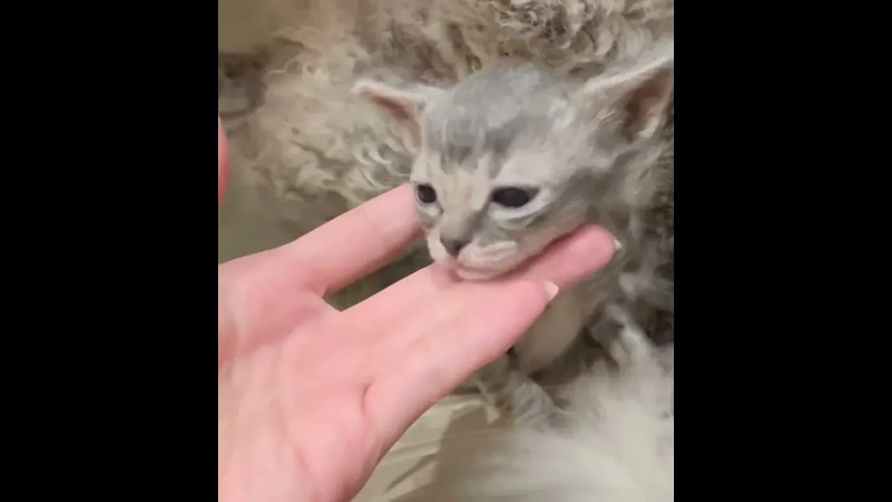 動画