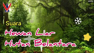 suara hewan liar hutan belantara backsound ips potensi sumber daya hutan