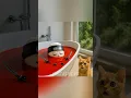 Download Lagu Cappuccino Assassino is dead?!! #cats #cutecat #funny #catlovers