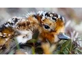 Download Lagu Birds of the Yellow Sea