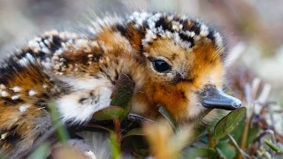 Birds Of The Yellow Sea 