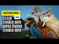 Download Lagu Masteran Murai Isian Kapas Tembak, Cililin, Cucak Jenggot, Tengkek Buto