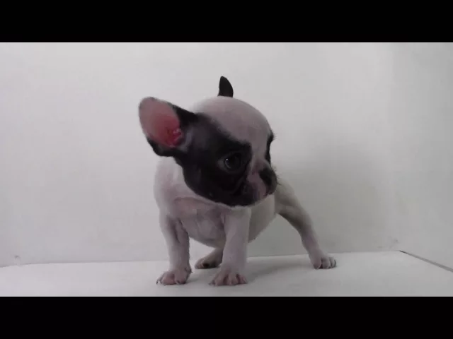 動画