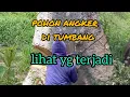 Download Lagu POHON ANGKER, DI ROBOHKAN,terjadi hal mengerikan,
