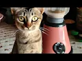 cat in blender twitter full