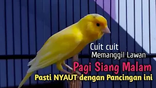 kenari gacor cuit cuit ngerol ngelagu pancingan kenari malas masteran kenari paud belajar bunyi