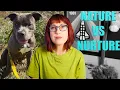 Study Are Pit Bulls Genetically Predisposed to Violence