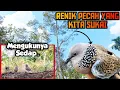 Lagu Model Renik P3cah Dan Pembuluan Tembaga || Suara Besar Penguku G4gap 1 M4ta Penghuni Durian Tinggi 